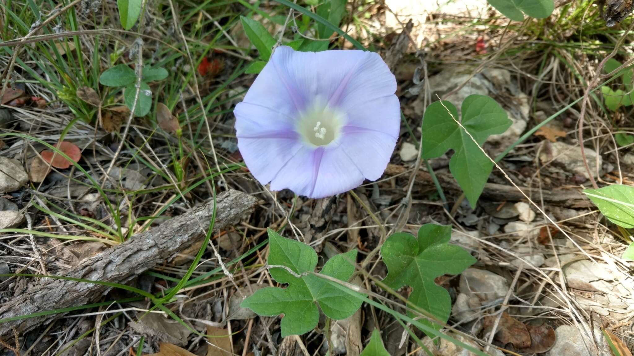 Слика од Ipomoea lindheimeri A. Gray