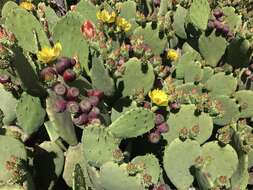 Opuntia lindheimeri subsp. subarmata的圖片