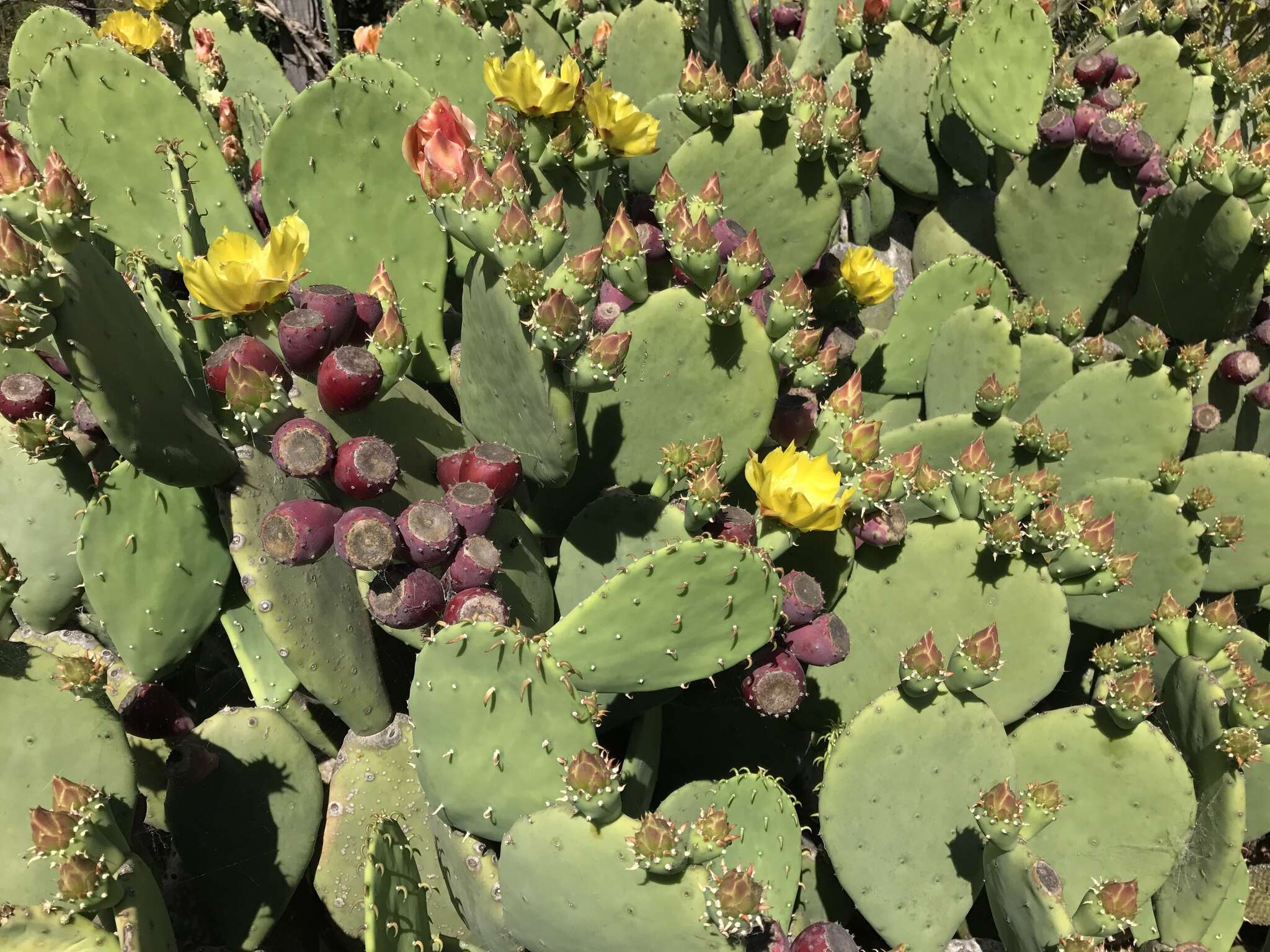 Image of Opuntia lindheimeri subsp. subarmata