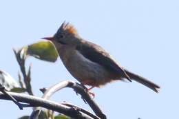 Image of Rufous-vented Yuhina