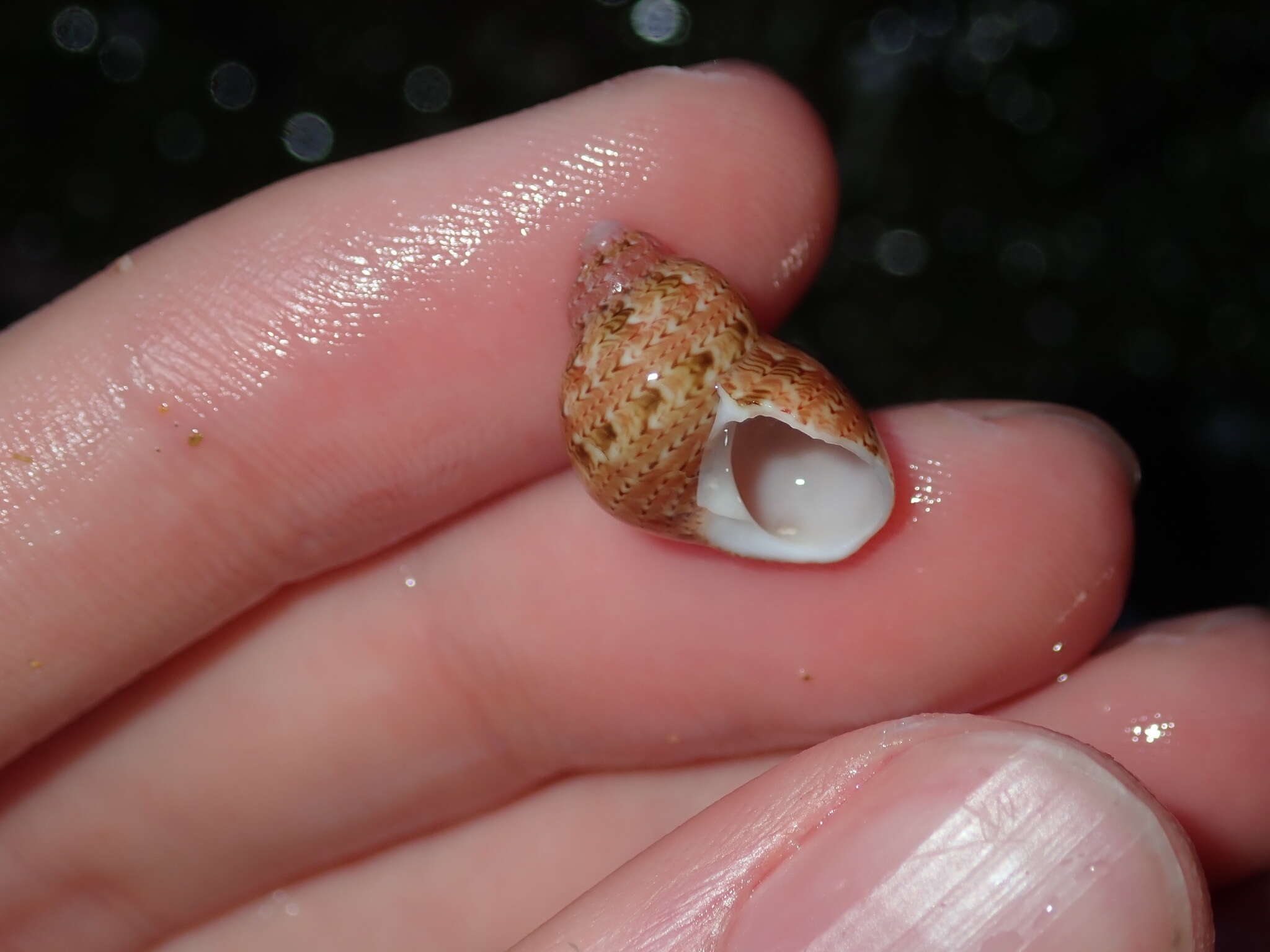 Plancia ëd Phasianella ventricosa Swainson 1822