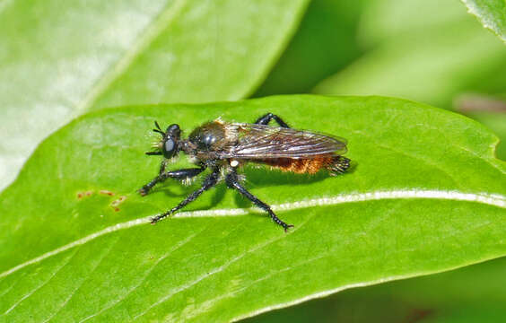 Image of Laphria janus McAtee 1919