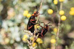 Image of Master Blister Beetle