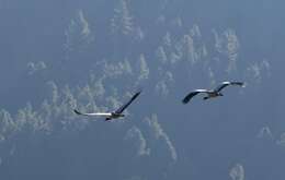 Image of Black-necked Crane