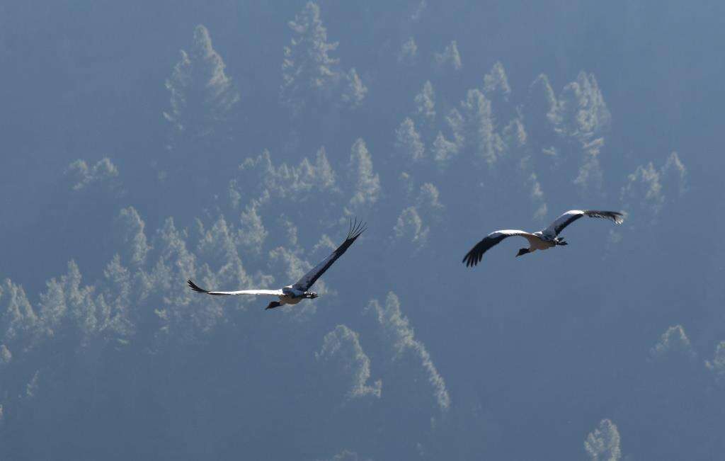 Image of Black-necked Crane