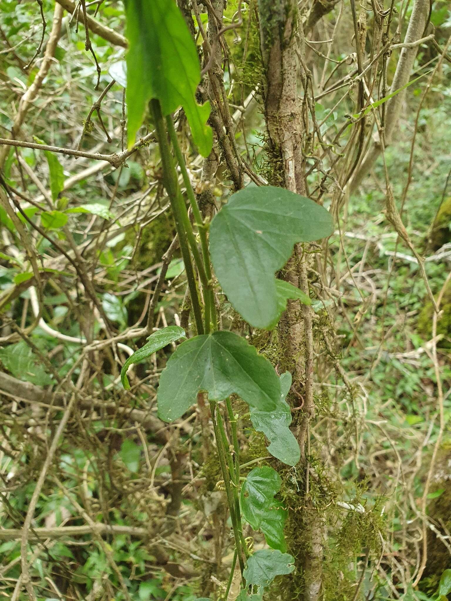 Imagem de Passiflora ekmanii Killip & Urb.