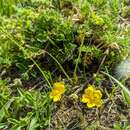 Image of Potentilla argaea Boiss. & Bal.