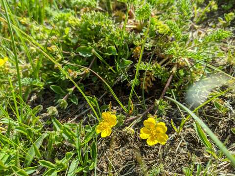 Image of Potentilla argaea Boiss. & Bal.