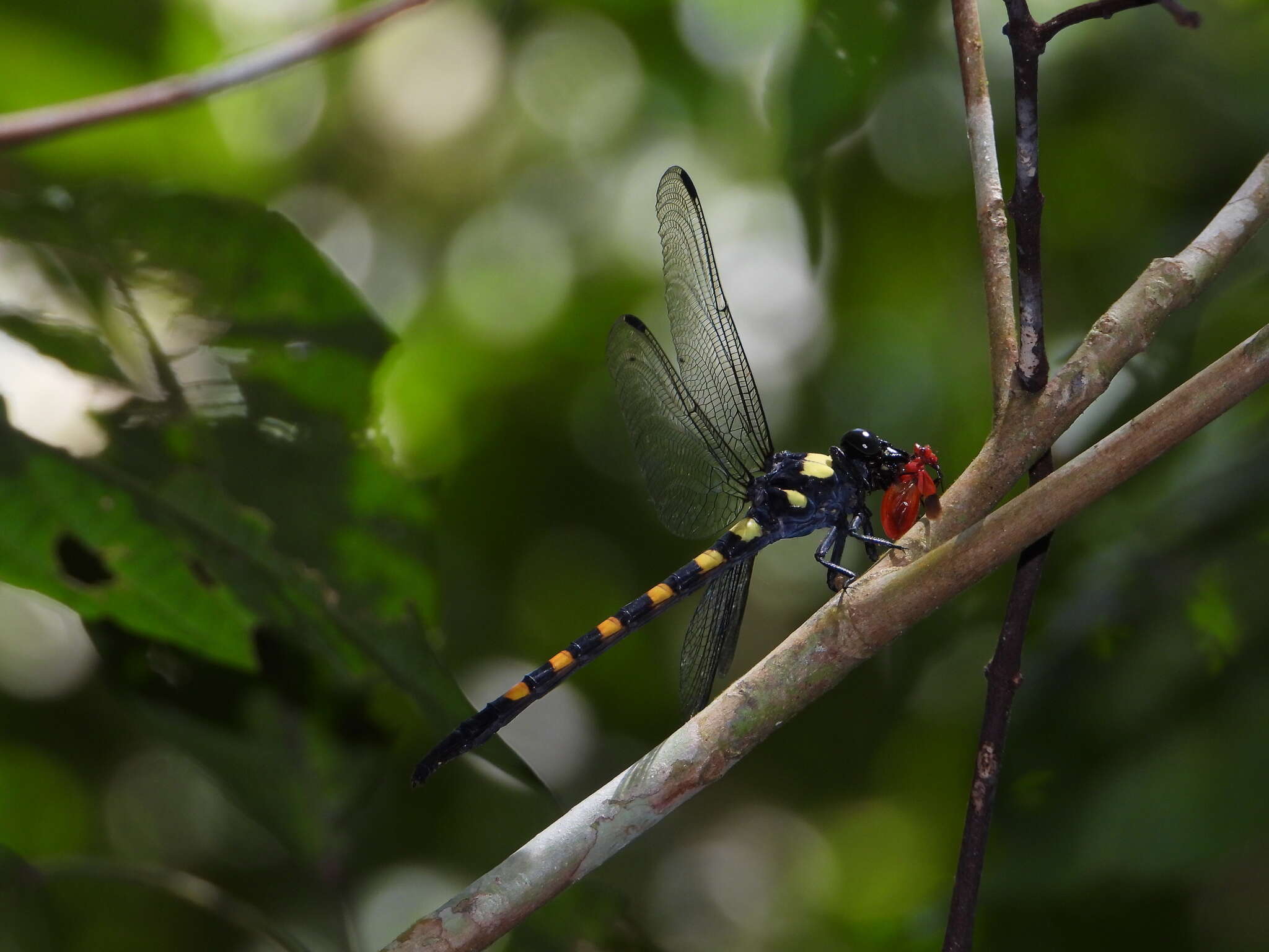 Imagem de Macrogomphus quadratus Selys 1878