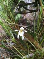 Sivun Aporostylis bifolia (Hook. fil.) Rupp & Hatch kuva