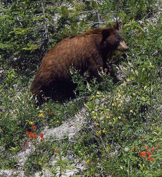 Image of Cinnamon bear