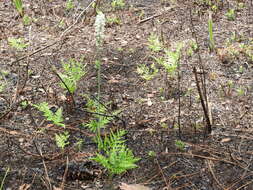 Image of Stenanthium densum (Desr.) Zomlefer & Judd