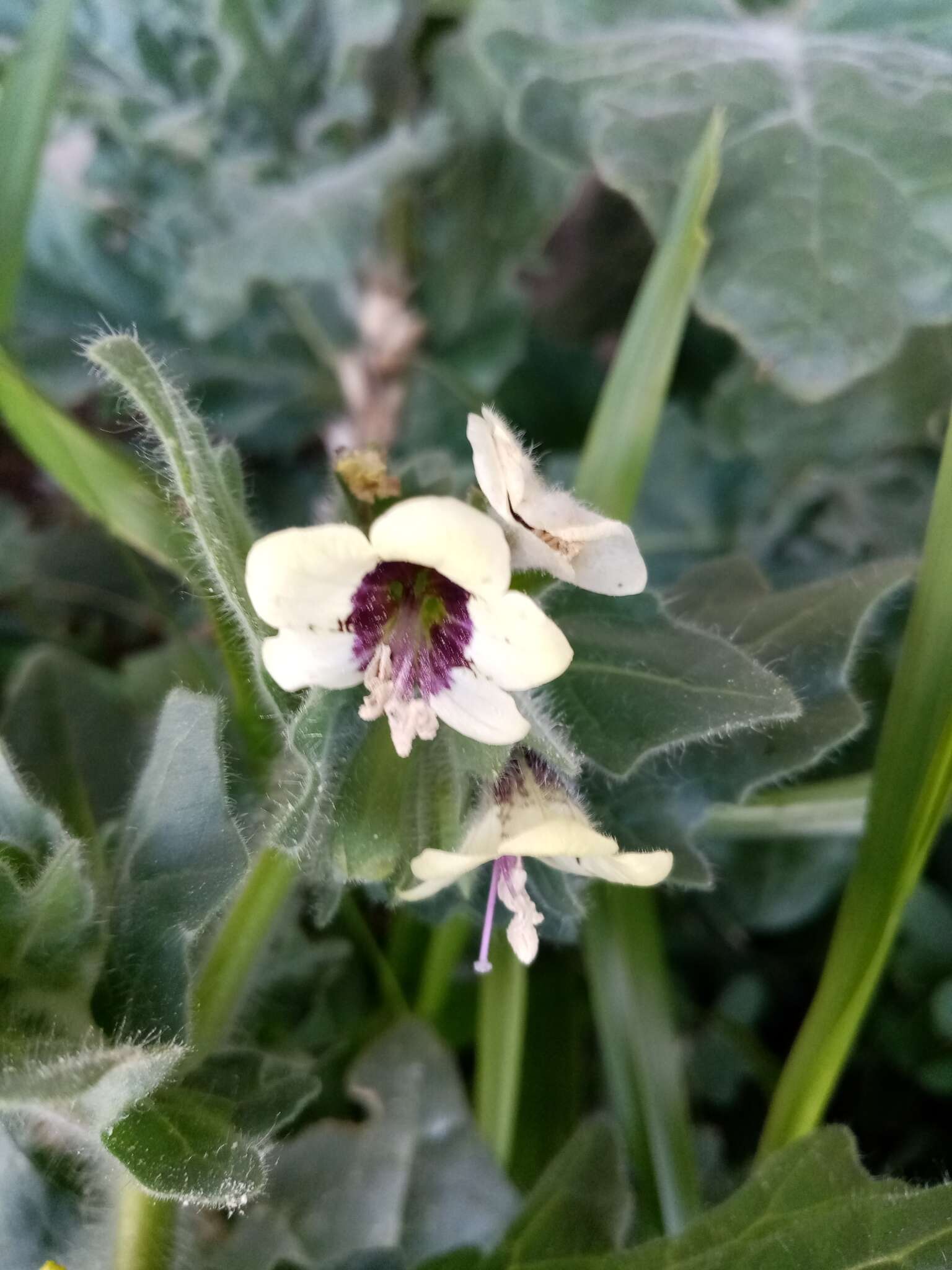 Image of white henbane