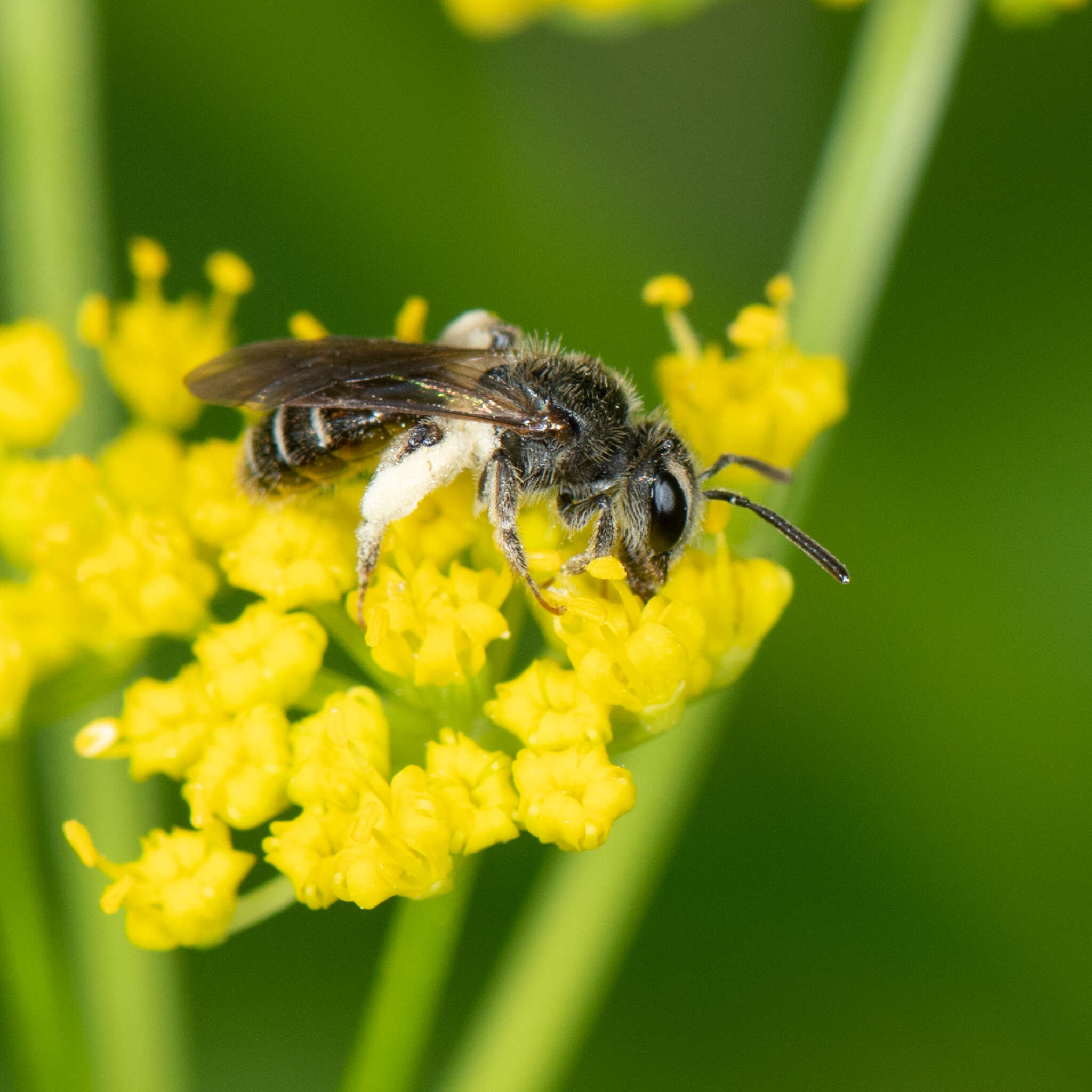 Image of Golden-Alexanders Andrena