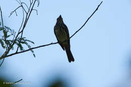 Image of Streaked Flycatcher