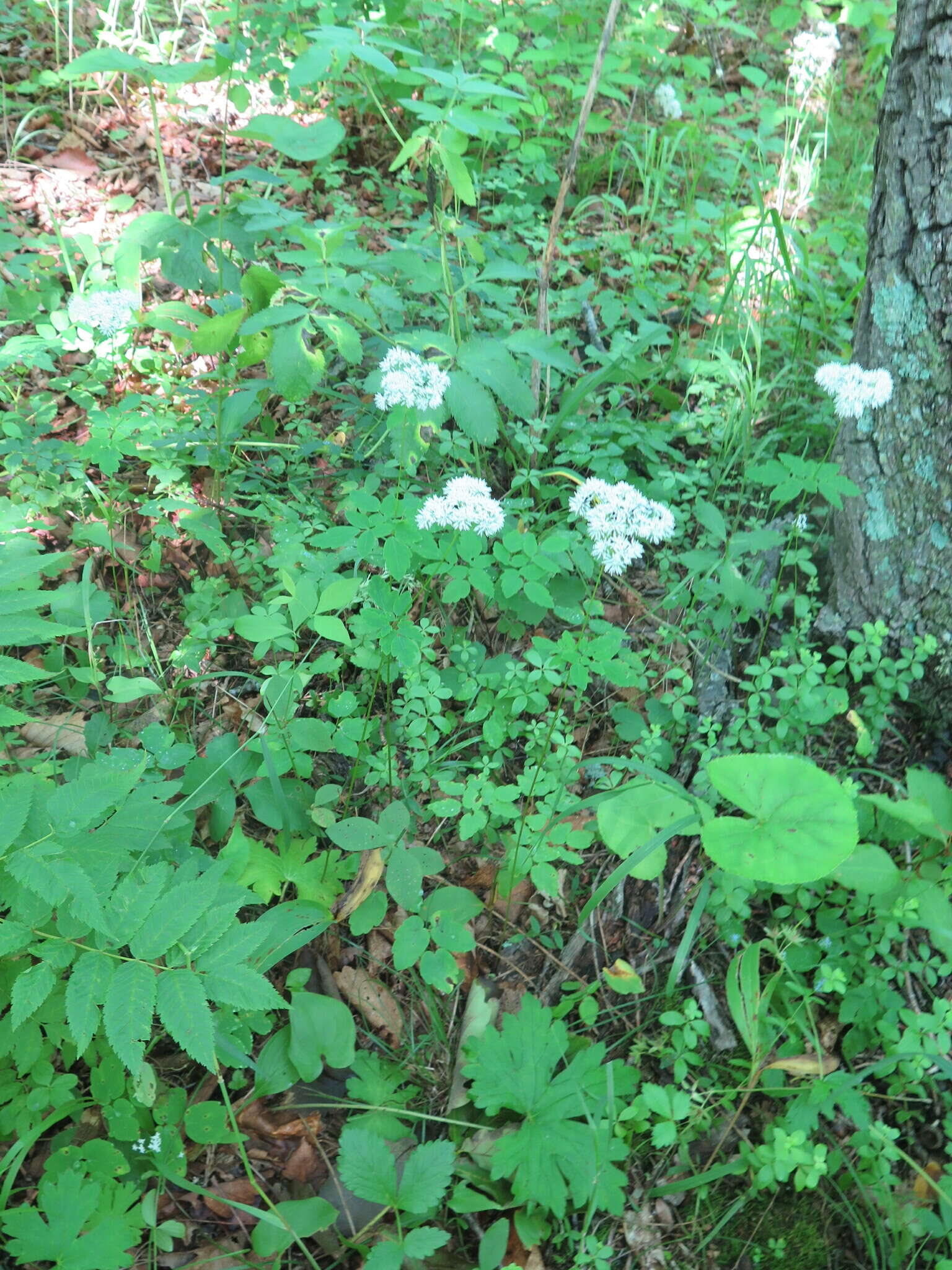 Sivun Thalictrum tuberiferum Maxim. kuva