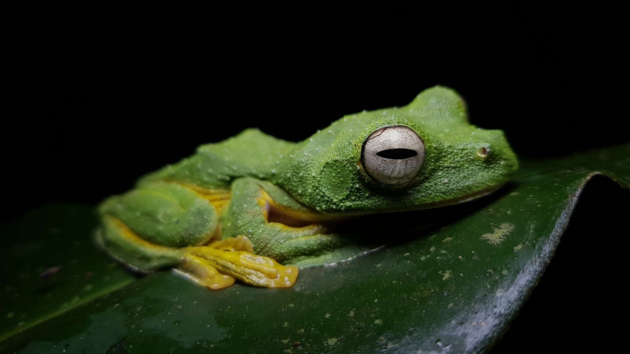 Image of Abah River Flying Frog