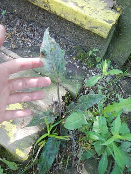 Image of common hawkweed