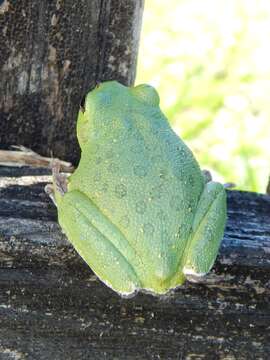 Image of Barking Treefrog