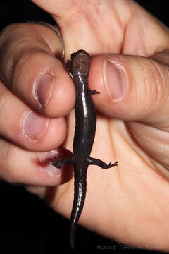 Image of Imitator Salamander