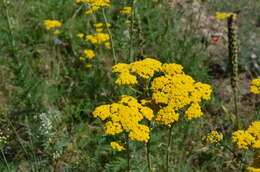 Sivun Handelia trichophylla (Schrenk ex Fisch. & C. A. Mey.) Heimerl kuva