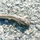 Image of Rufous beaked snake