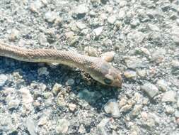 Image of Rufous beaked snake