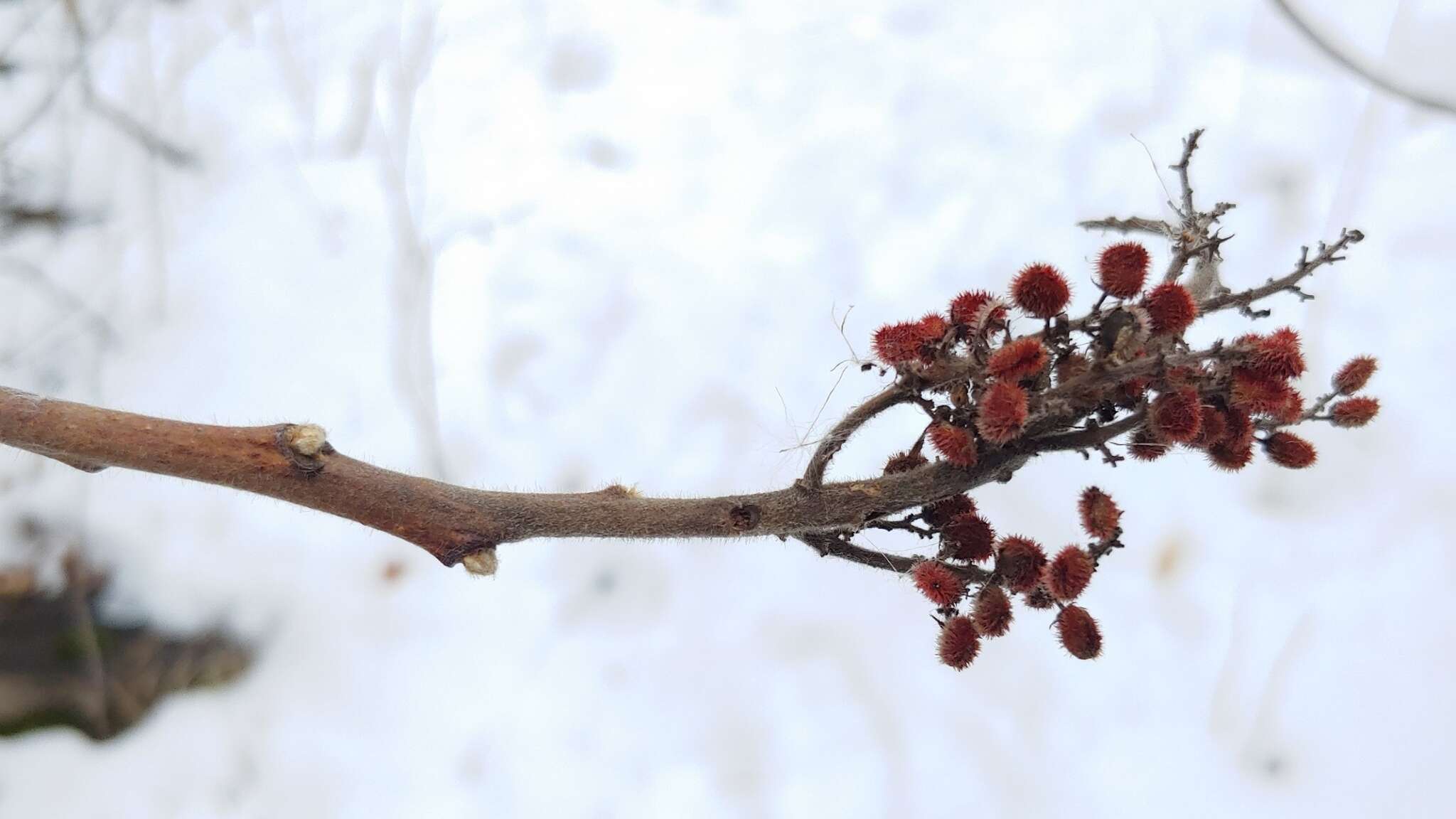 Image of rocky mountain sumac