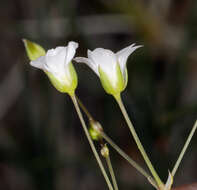 Image of Ferris' sandwort