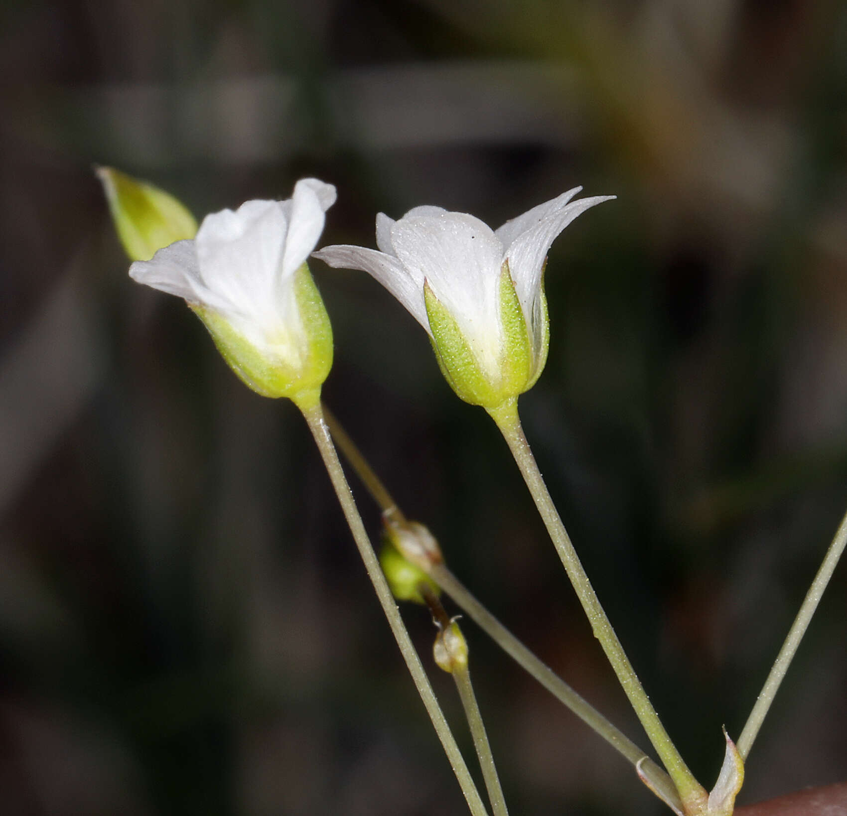 Image of Ferris' sandwort