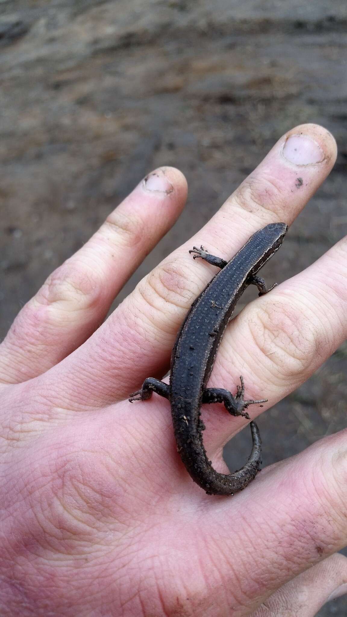 Image of common New Zealand skink