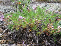 Image of Erodium beketowii Schmalh.