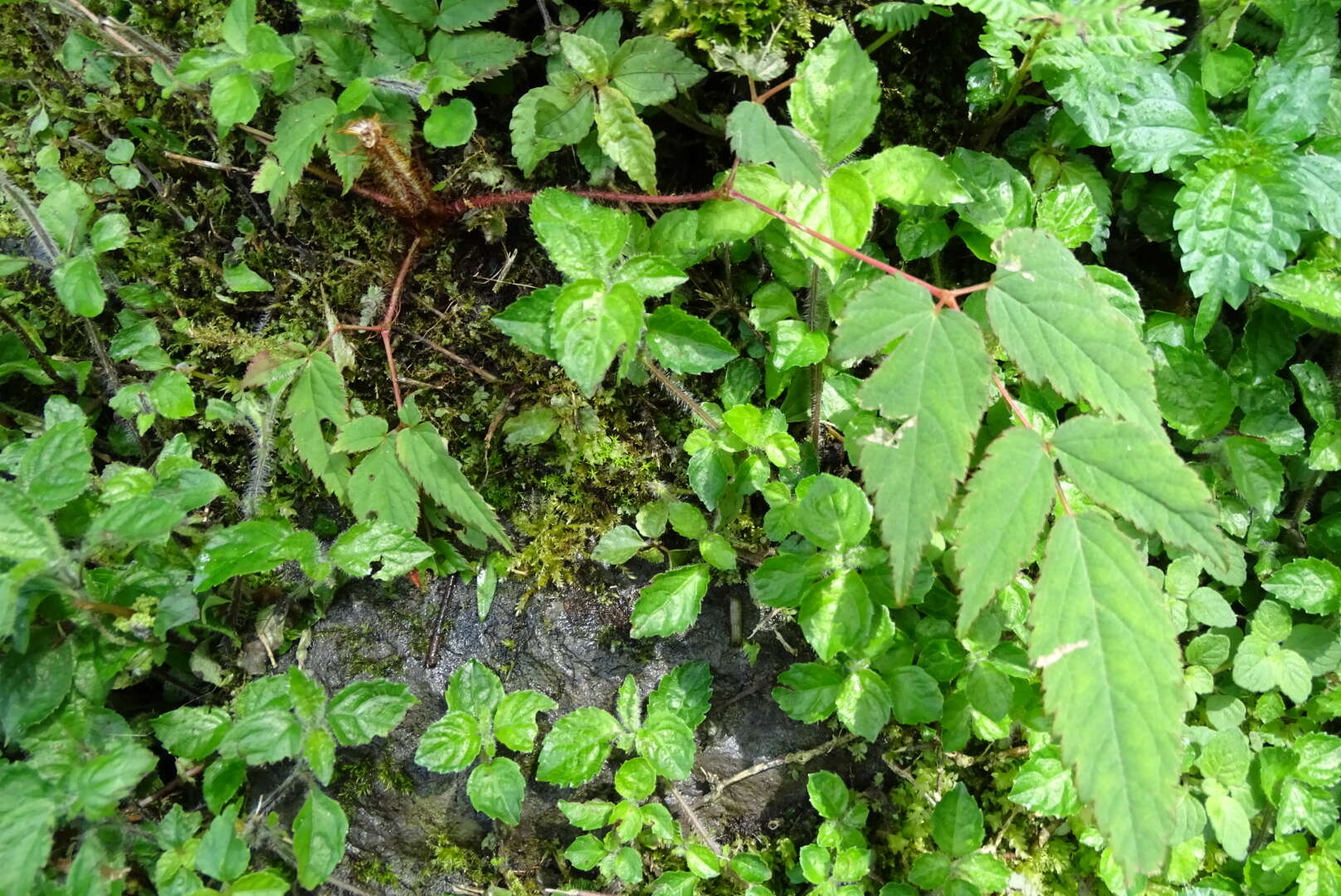 Image de Astilbe longicarpa (Hayata) Hayata