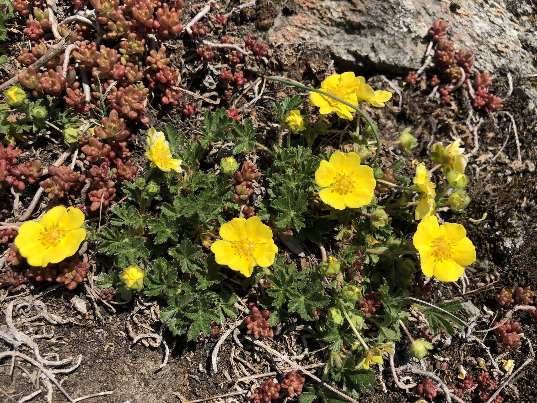 صورة Potentilla pusilla Host