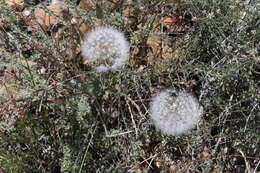 Image of bigflower agoseris