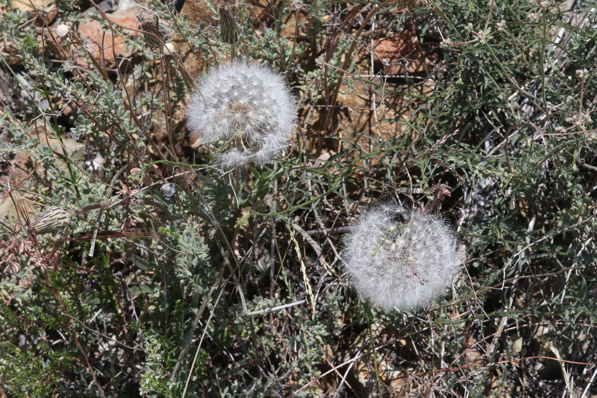 Image of bigflower agoseris