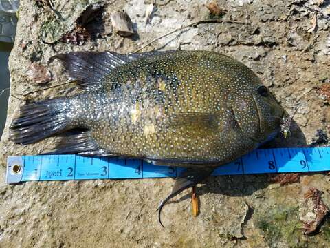 Image of Rio Grande Cichlid