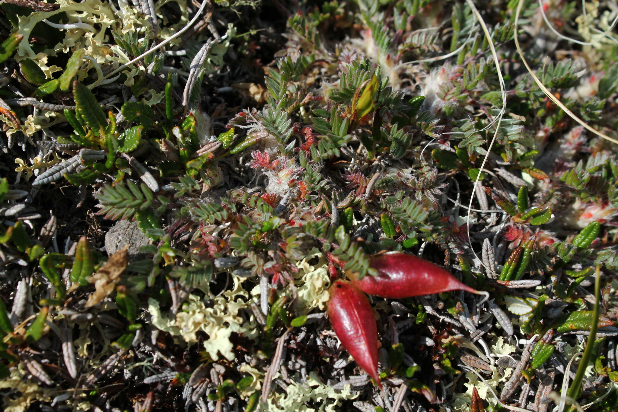 Image of <i>Oxytropis huddelsonii</i>