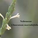 Image of Chascanum marrubiifolium Fenzl ex Walp.