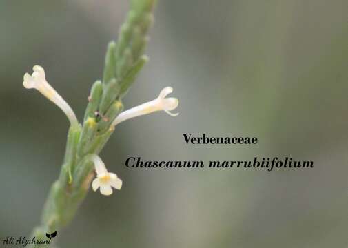 Image of Chascanum marrubiifolium Fenzl ex Walp.