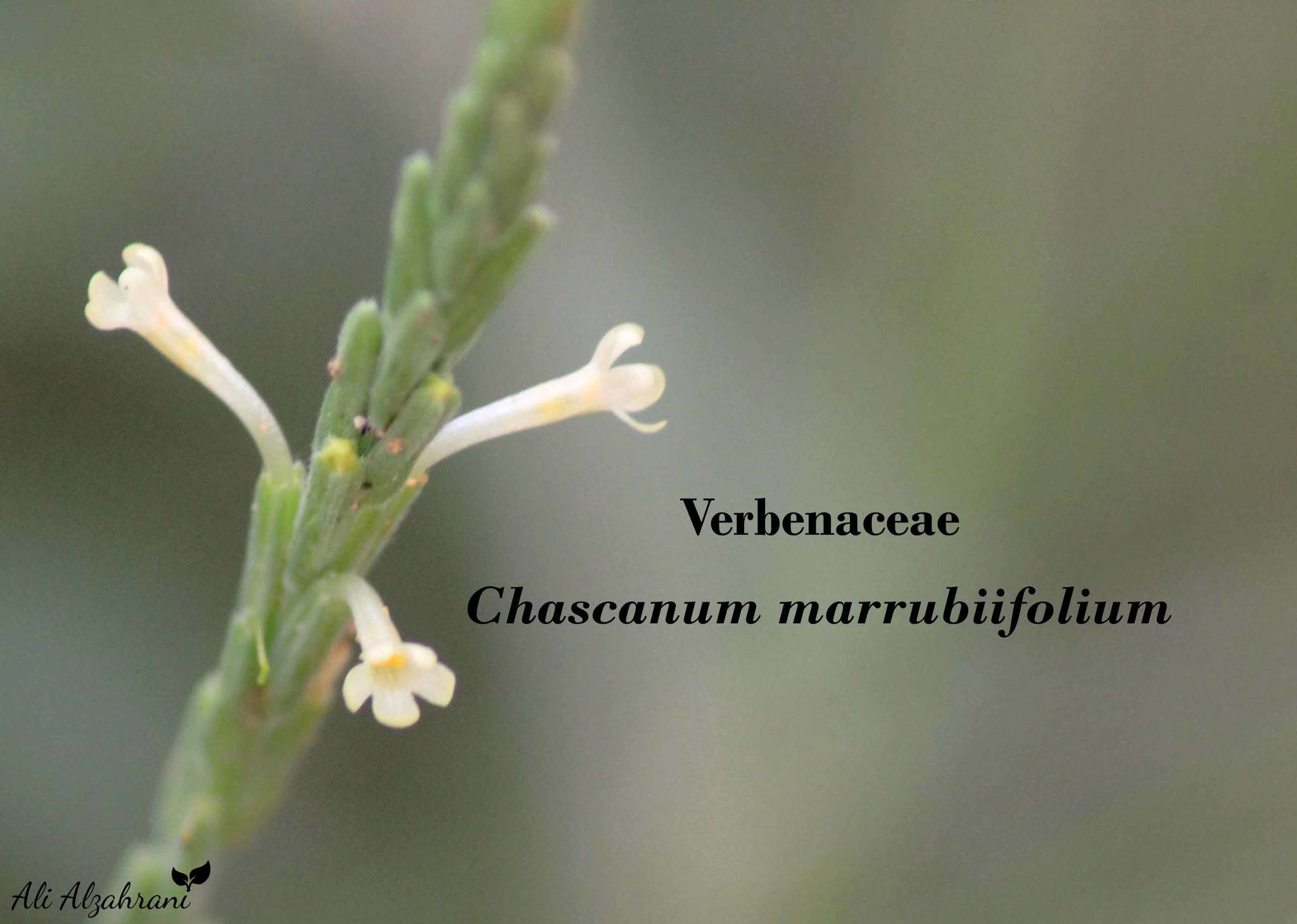 Слика од Chascanum marrubiifolium Fenzl ex Walp.