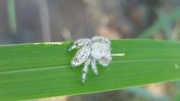 Image of Paraphidippus fartilis (Peckham & Peckham 1888)