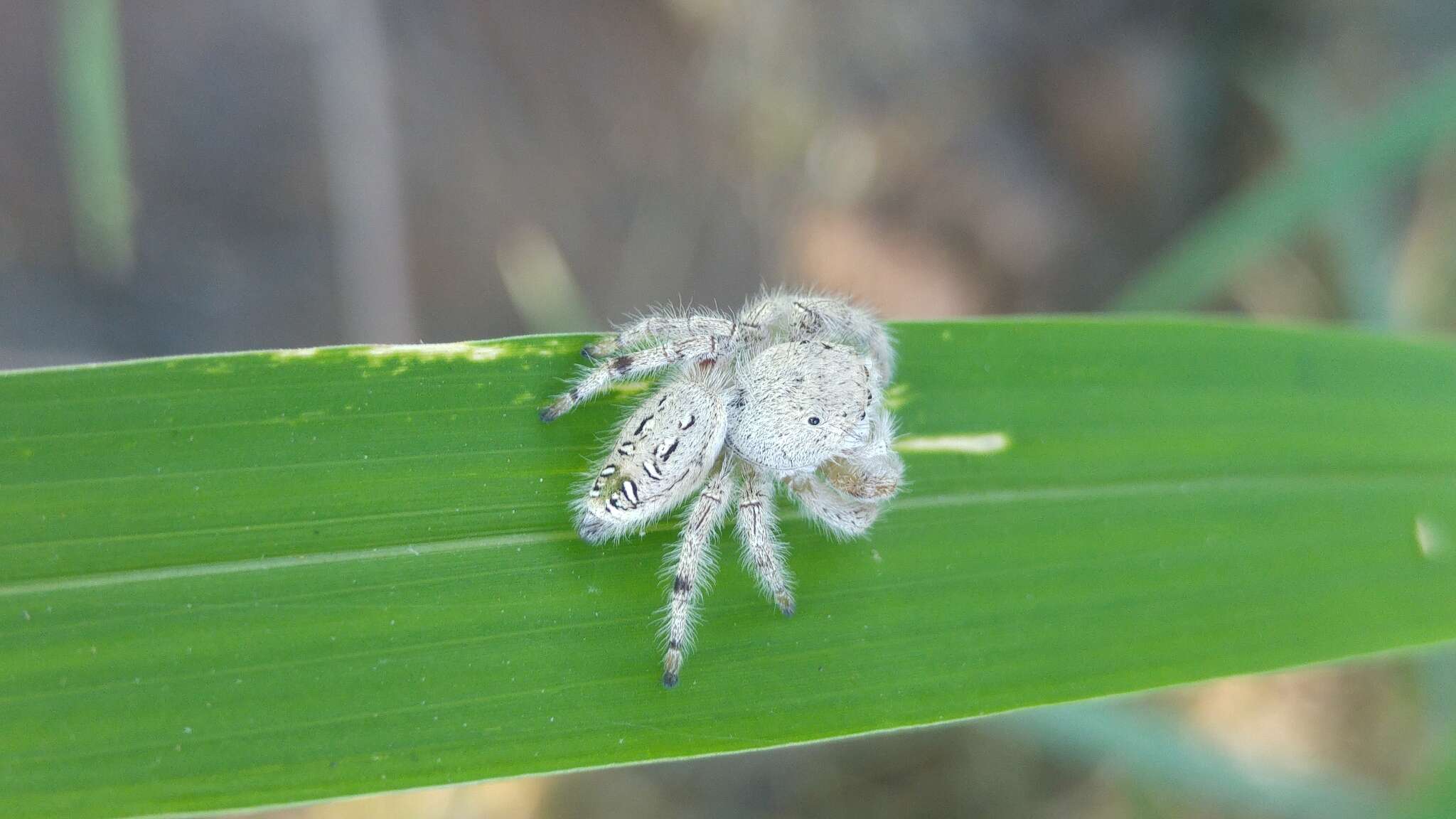 Image of Paraphidippus fartilis (Peckham & Peckham 1888)