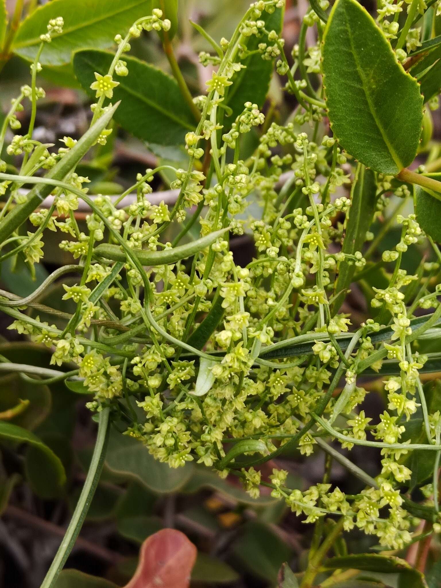 Dioscorea saxatilis Poepp. resmi