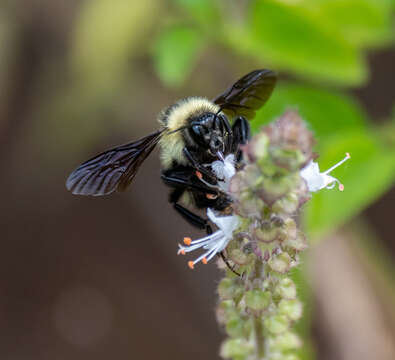 Слика од Bombus brasiliensis Lepeletier 1836