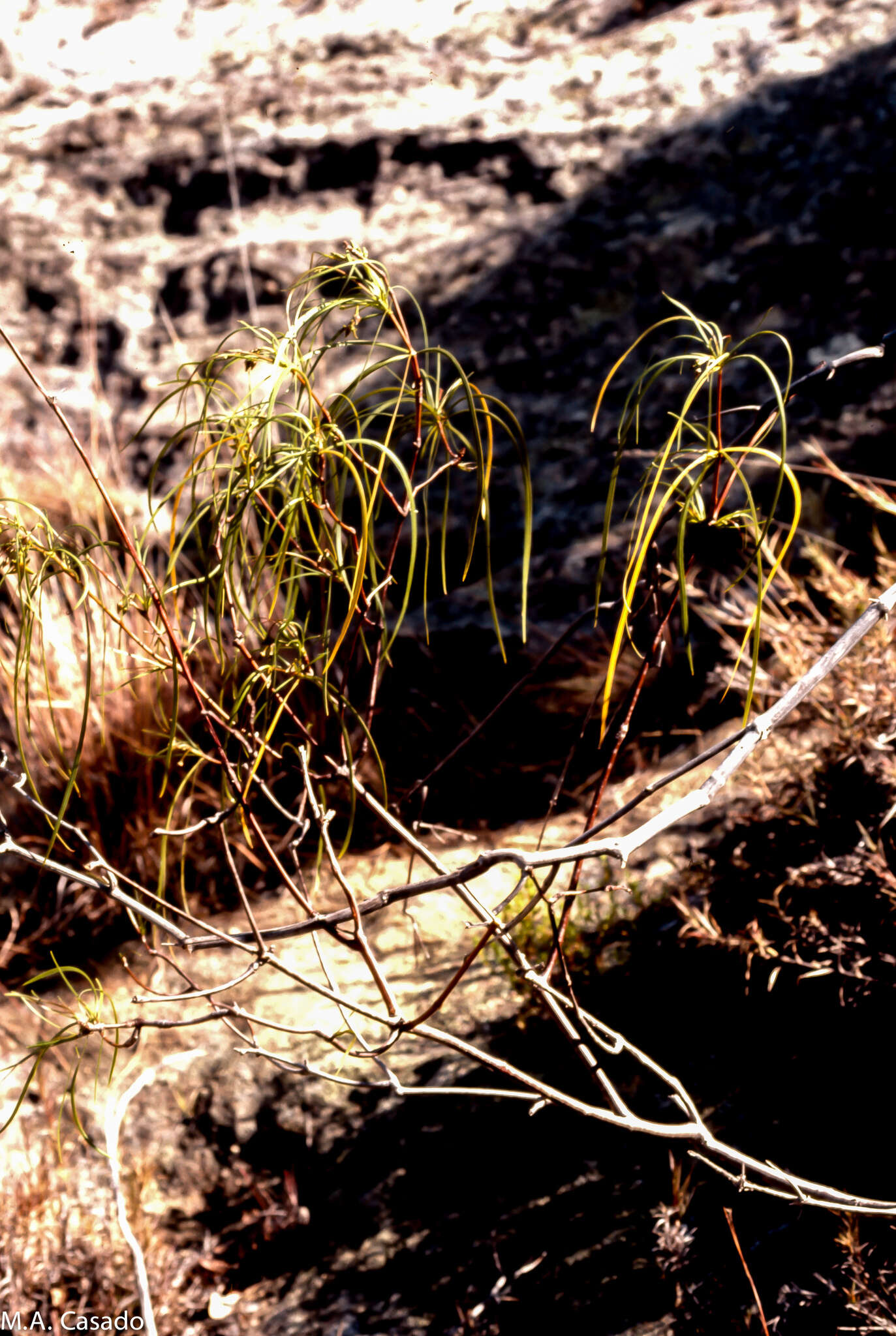 Ischnolepis graminifolia (Costantin & Gallaud) J. Klack.的圖片