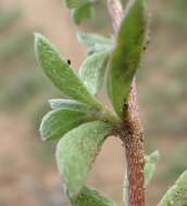 Image of Aizoon portulacaceum (Fenzl ex Harv. & Sond.) Klak