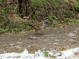 Image of Yungas Sparrow