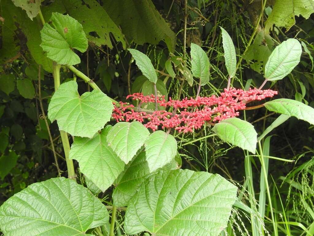 Image of Cissus biformifolia Standl.