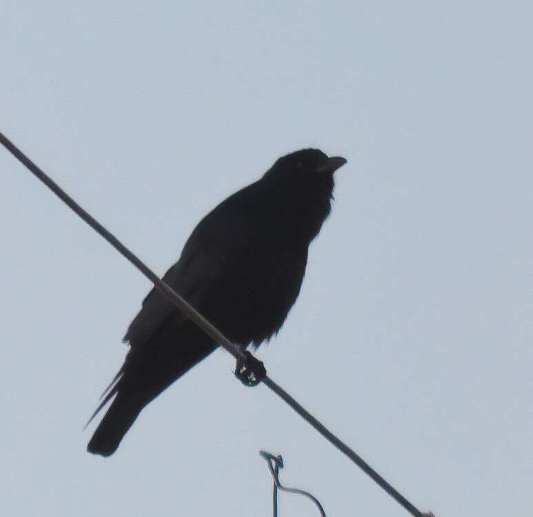 Image of Fish Crow